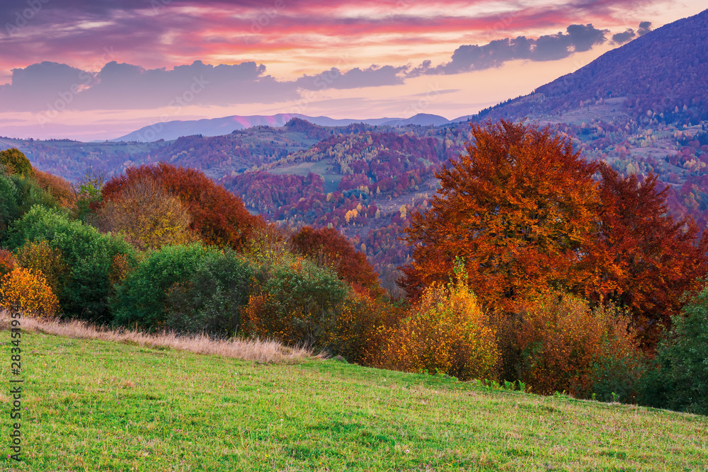 gorgeous purple dusk scenery of countryside. trees in fall colors. dominant red color of foliage. clouds on the sky above the distant ridge. green grass in the hillside meadow. beautiful carpathians