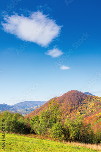 beautiful countryside in fall colors. green grass and trees on the hill. forest in red and yellow foliage on the distant mountain. beautiful nature scenery beneath a blue sky