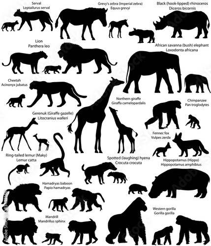 Collection of animals with cubs living in the territory of Africa  in silhouette