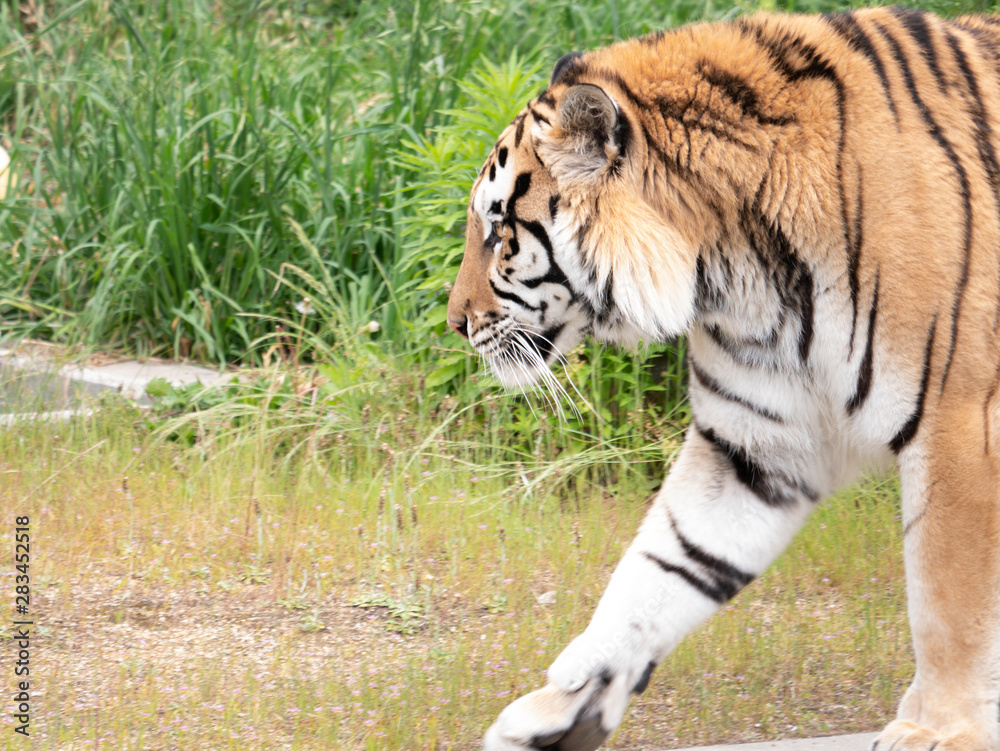 Fototapeta premium Tiger relaxing at the zoo