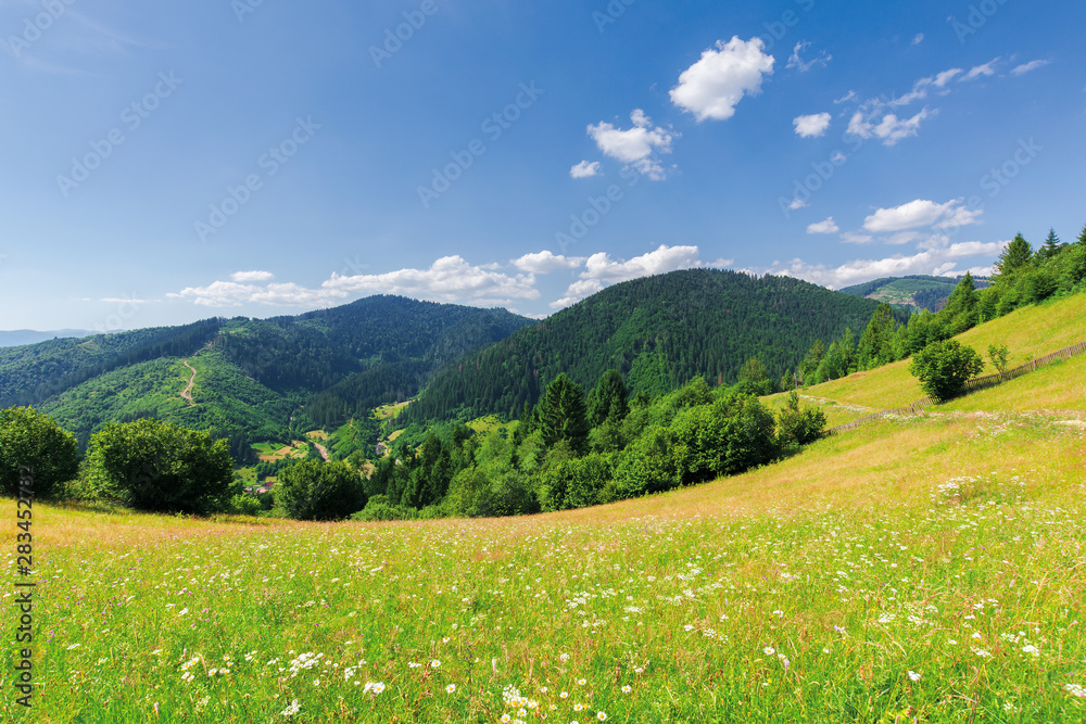 beautiful mountain landscape in summer. grassy meadow with wild herbs on rolling hills. ridge in the distance. amazing sunny weather with fluffy clouds on the blue sky beautiful mountain landscape in summer. grassy meadow with wild herbs on rolling hills. ridge in the distance. amazing sunny weather with fluffy clouds on the blue sky