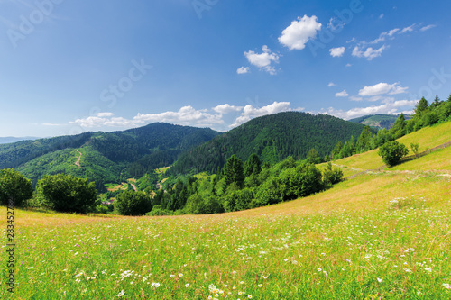 beautiful mountain landscape in summer. grassy meadow with wild herbs on rolling hills. ridge in the distance. amazing sunny weather with fluffy clouds on the blue sky
