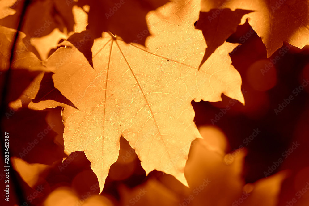 Maple leaf lit by the sun on a sunny day close-up. Autumn background