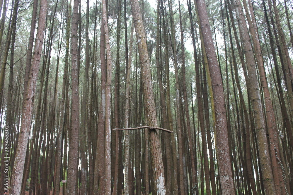 Fototapeta premium trees in swamp