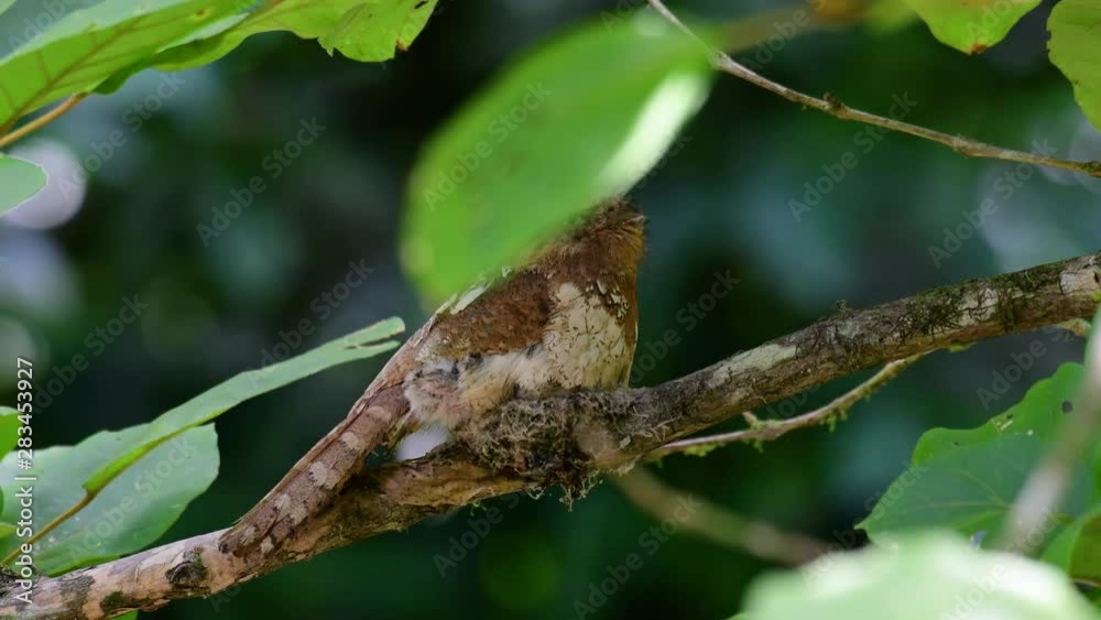 The Javan Frogmouth or Horsfield's Frogmouth is found in Thailand and other Asian countries; its habitat is the subtropical or tropical moist lowlands and it’s famous for its frog-like mouth. The Javan Frogmouth or Horsfield's Frogmouth is found in Thailand and other Asian countries; its habitat is the subtropical or tropical moist lowlands and it’s famous for its frog-like mouth.