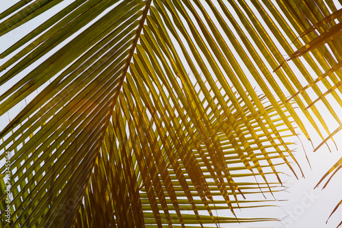 Bottom view green yellow leaves of coconut palm tree  toned with sunlight. Summer background. Travel concept.