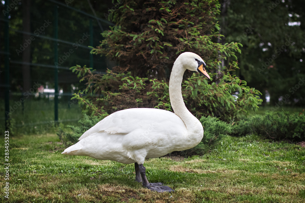 White swan in a meadow near the lake. White swan in a meadow near the lake.
