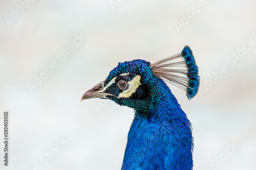 Blue male peacock