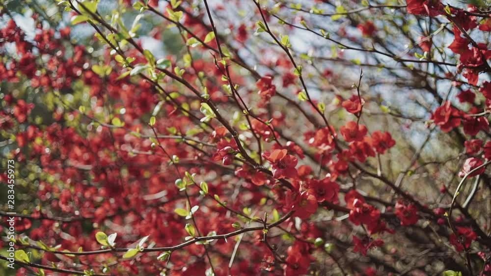 First spring leaves and red flowers on tree branches in a close-up First spring leaves and red flowers on tree branches in a close-up