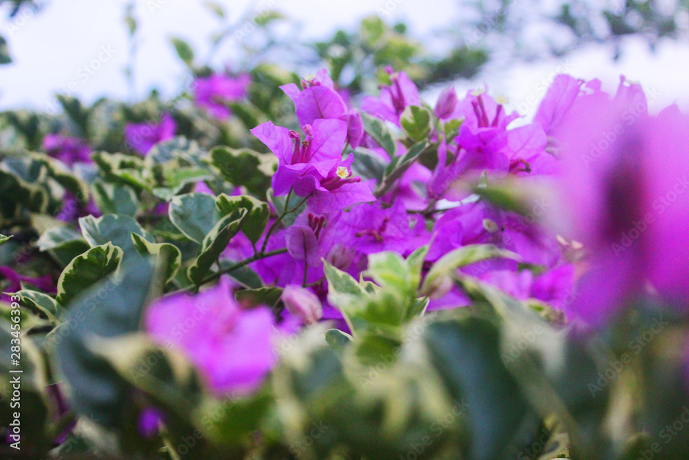 Appealing Purple Bougenville an Elegant Flower Appealing Purple Bougenville an Elegant Flower