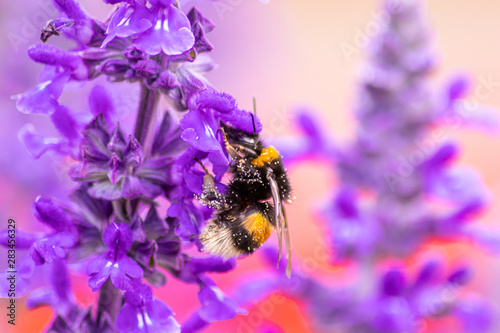 Gelb-schwarz-gestreifte Hummel bestäubt violette Blüten des Lavendel und sammelt Nektar und Blütenpollen für die Honigproduktion und für ihr Hummelnest © sunakri