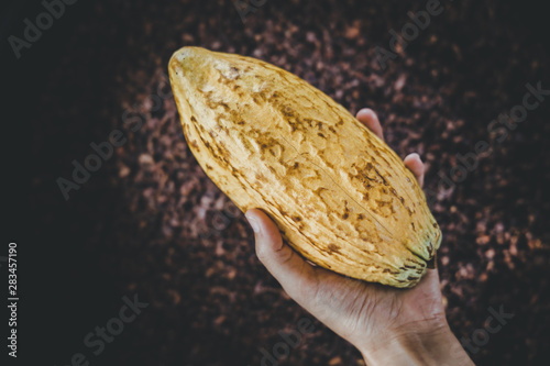 Picture of the yellow shell cocoa fruit on hand,  Fruits that are processed into desserts.
