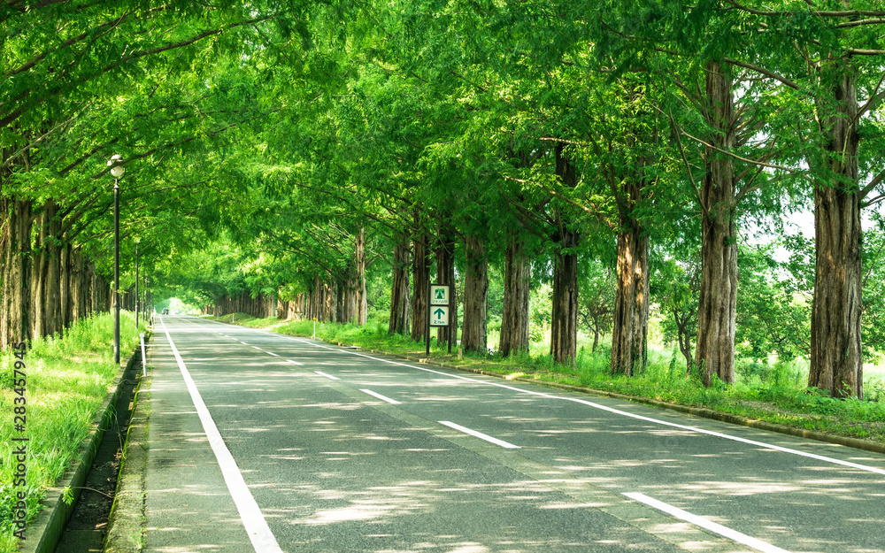 Obraz premium 並木の向こう