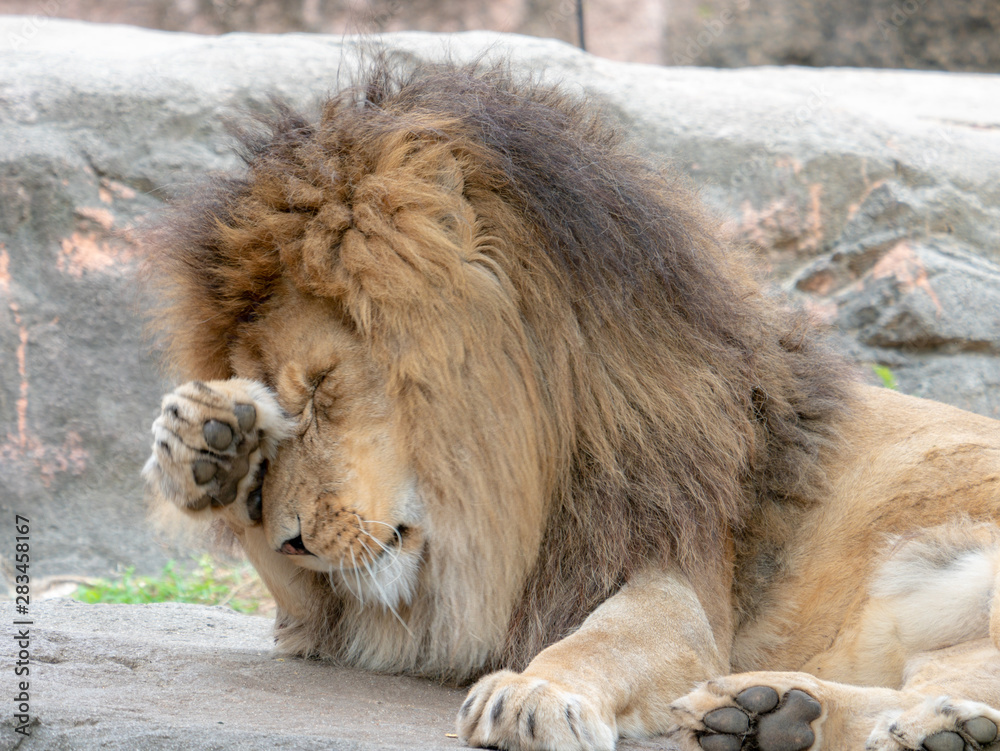 Obraz premium Lions at the zoo on holiday