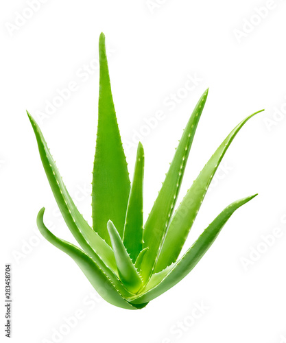 Aloe vera plant isolated on white background
