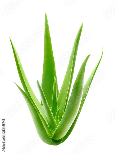 Aloe vera plant isolated on white background