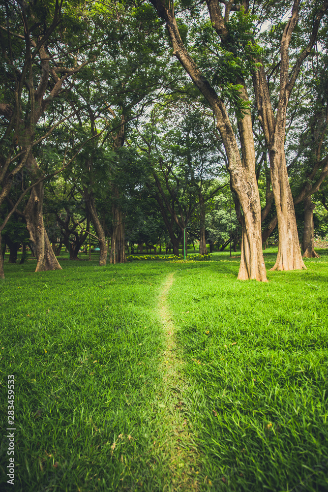 The Walking Path in the Park The Walking Path in the Park