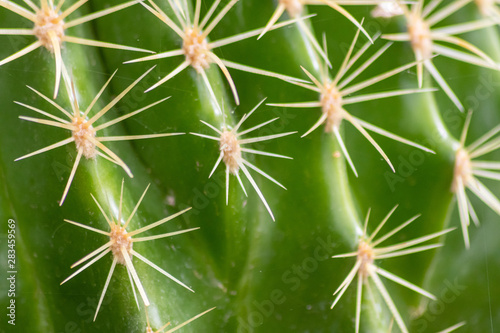 Gr  ner Kaktus mit langen spitzen Stacheln und gr  nem Sukkulenten-Gewebe aus der Familie der Kakteengew  chse trotzt D  rre  Hitze und Trockenheit im Sommer und der W  ste