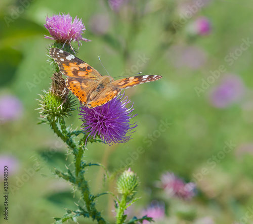 Painted lady butterfly is on a pink thistle flower © epitavi