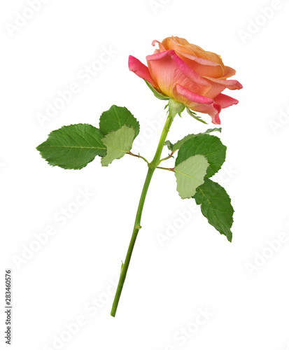 Pink rose isolated on a whi...