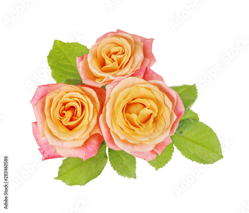 Yellow-pink rose flowers