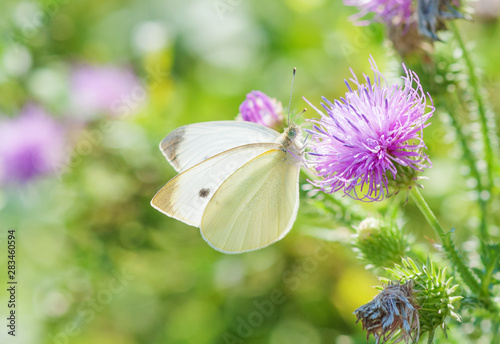 Cabbage butterfly is on a p...