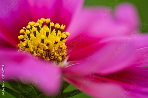 Makro Cosmos bipinnatus