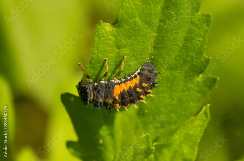 larva of ladybug on leaf © Hakgoo