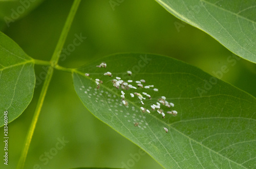 eggs of dragonfly on leaves
