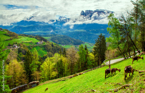 Sunny spring landscape of Dolomite Alps, Italy. Green meadows with mountain goats. © Vladimir Sazonov