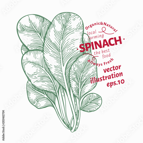 Spinach leaves illustration. Hand drawn vector vegetable illustration. Engraved style. Vintage food illustration.