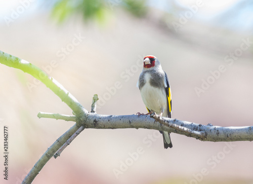 A male of goldfinch (Carduelis caniceps) sits on an ash branch. Kazakhstan, Timerlik river. © Vasca