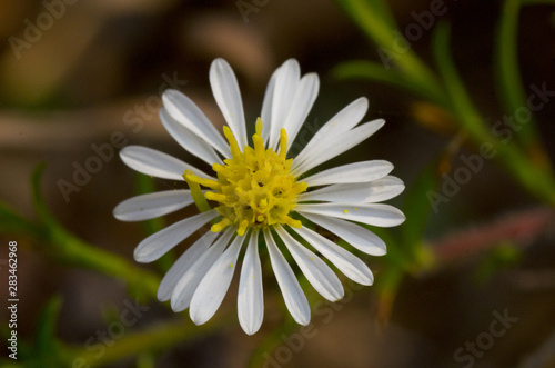 closeup of white daisy blossom