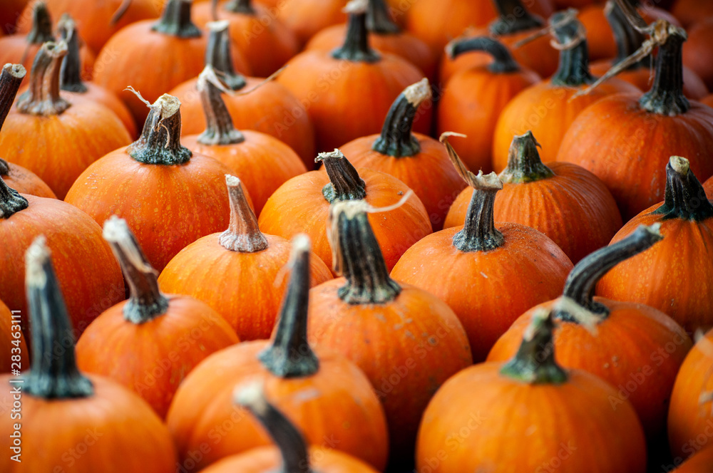 sweet pumpkins aline to be sale neat thanksgiving day sweet pumpkins aline to be sale neat thanksgiving day