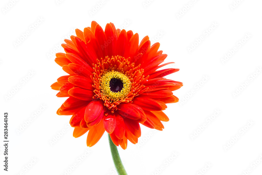 Beautiful Gerbera flowers,isolated on white background. Beautiful Gerbera flowers,isolated on white background.