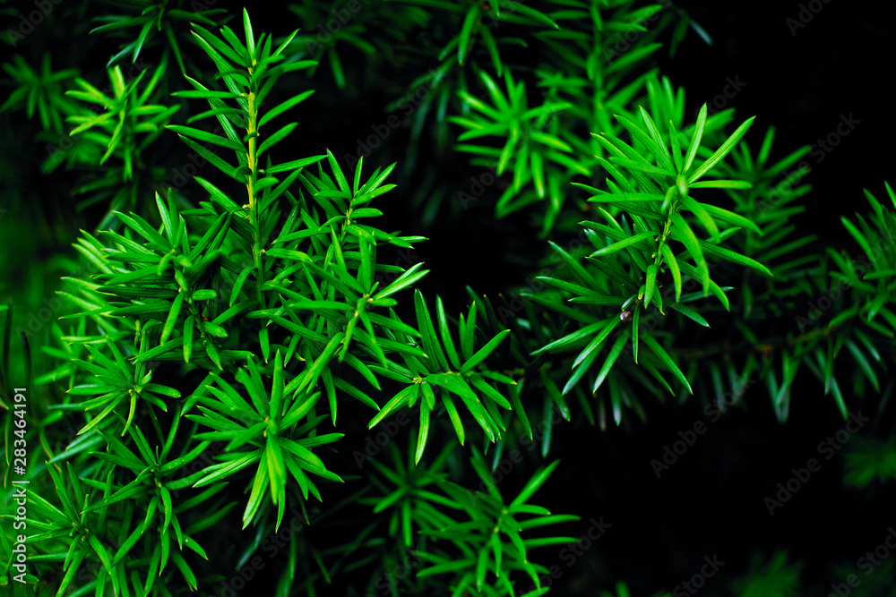Fir tree brunch close up, Christmas wallpaper concept Fir tree brunch close up, Christmas wallpaper concept