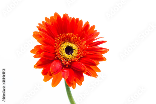 Beautiful Gerbera flowers isolated on white background.