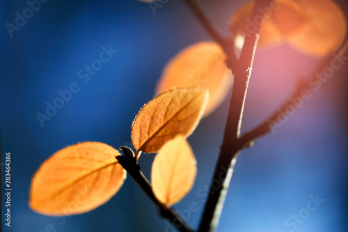 Fototapeta natura jesień wzór drzewa las
