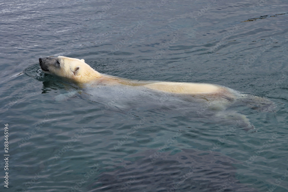 Fototapeta premium Swimming polar bear