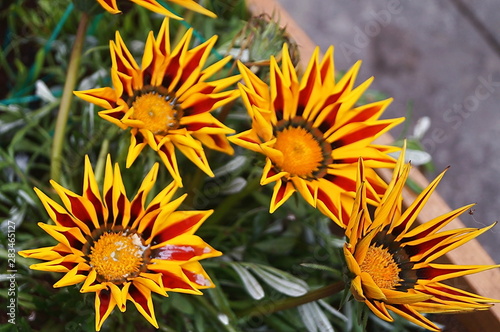 Flowers of Gazania Gaertn