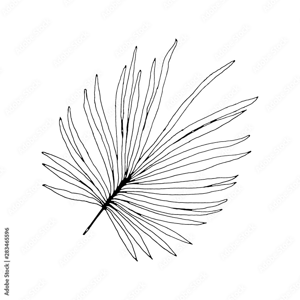 Obraz premium Graphic palm leave of the tropic. Exotic floral jungle for design exotic beach, wedding, party, invitation and greeting card design, fashion illustration. Illustration isolated on white background