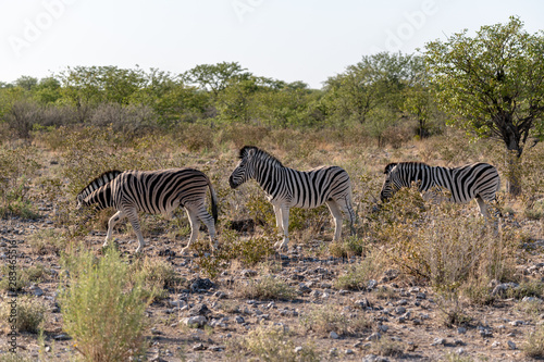 Zebras on the vast open plains of Etosha  Namibia