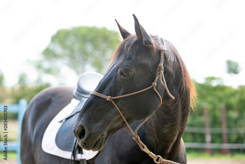 Obraz premium riding girl and horse