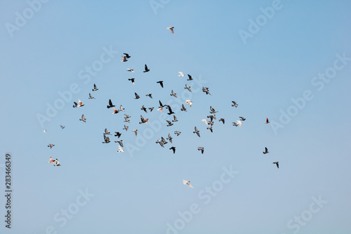 school of sparrow at blue sky © Steven
