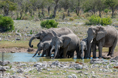 African elephant in Etosha national park