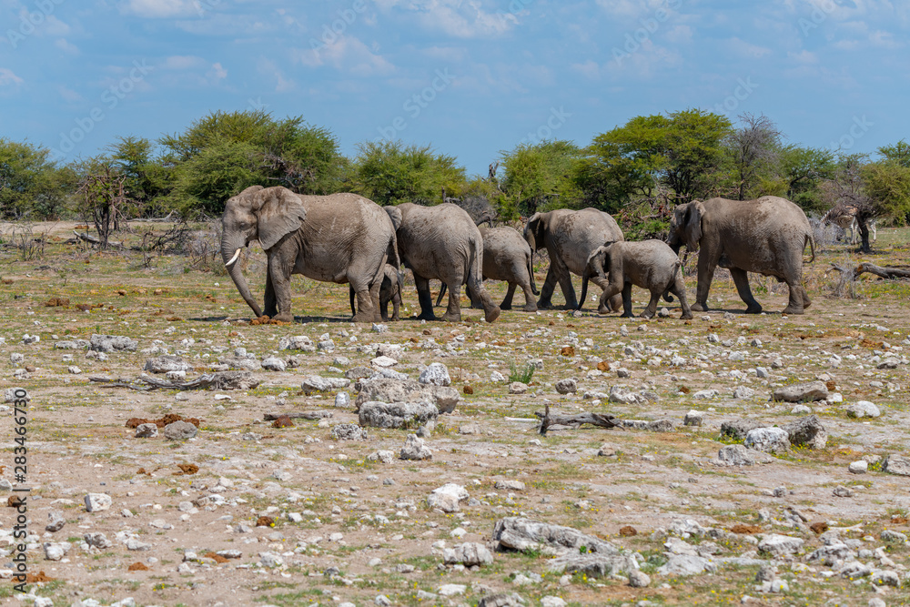 Obraz premium African elephant in Etosha national park