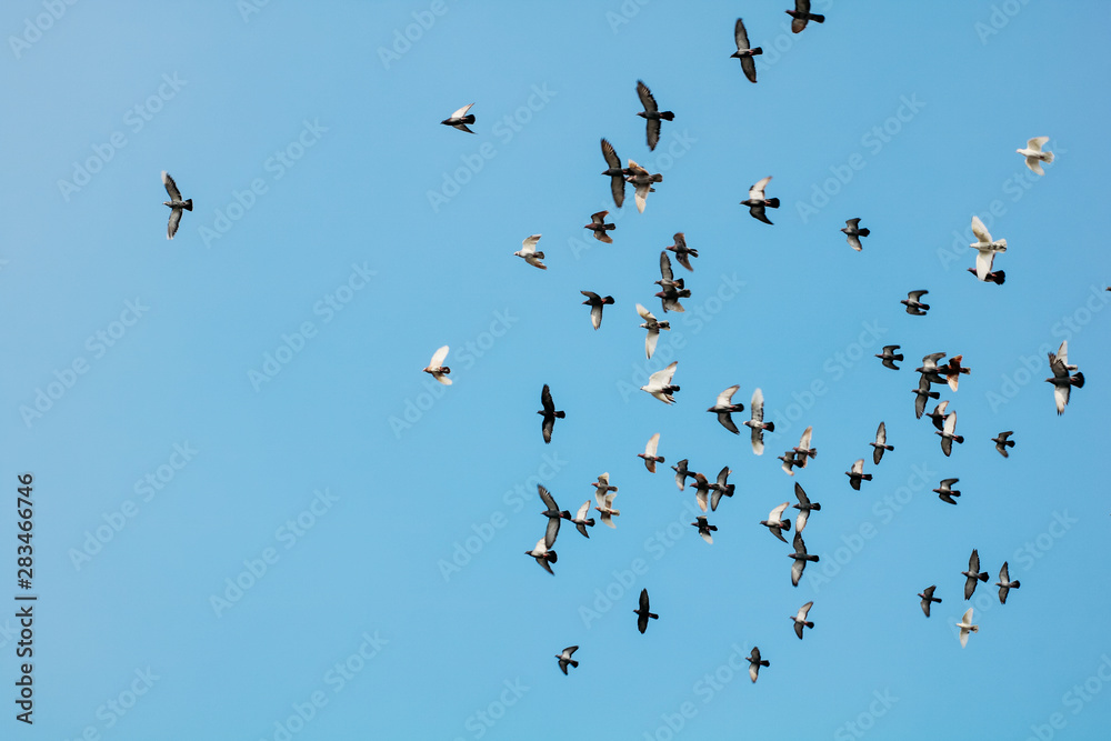 school of sparrow at blue sky school of sparrow at blue sky