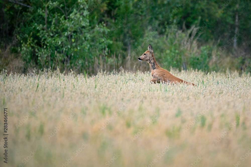 roe deer jumping through a field in a summer evening roe deer jumping through a field in a summer evening