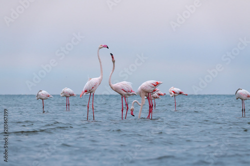 pink flamingo bird in Namibia, south africa