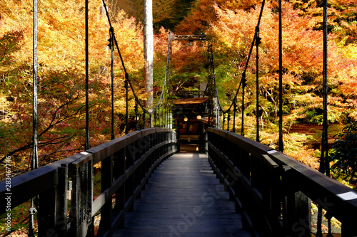Fototapeta Naklejka Na Ścianę i Meble -  Colorful autumn forest with fallen foliage at mount Takao in Kyoto, Japan